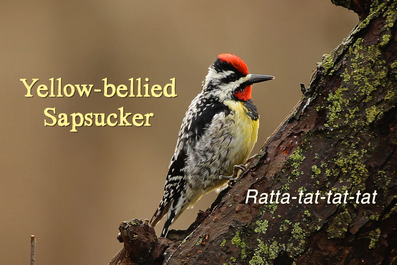 Protected: Yellow-bellied Sapsucker