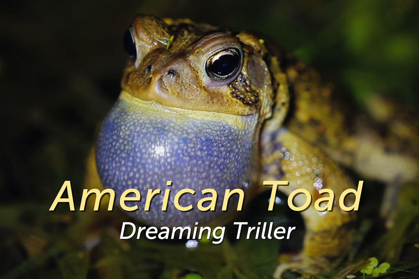 Protected: American Toad