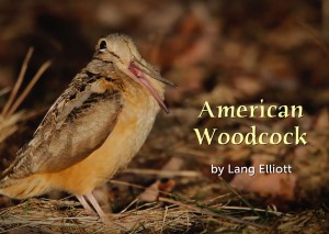 American Woodcock - featured image © Lang Elliott