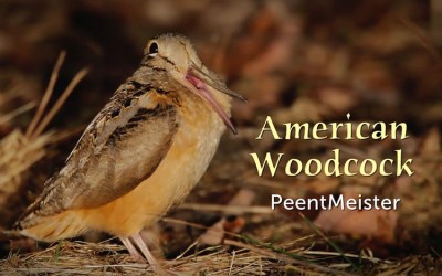 Protected: American Woodcock