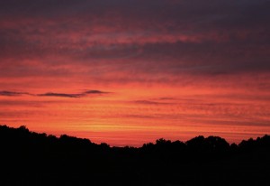 American Woodcock - video background © Lang Elliott