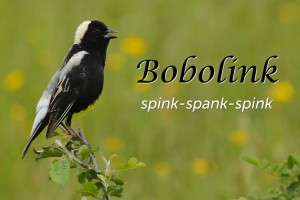 Bobolink - featured image © Lang Elliott