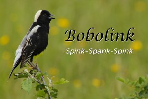 Bobolink - featured image © Lang Elliott