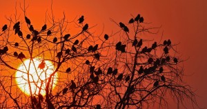 European Starlings silhouetted at sunset