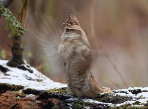 Ruffed Grouse - drumming with blurred wings © Lang Elliott