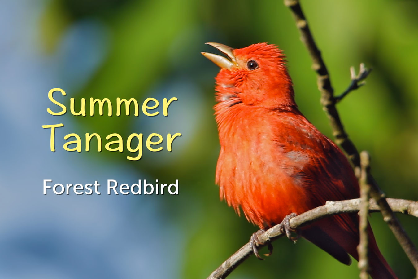 Protected: Summer Tanager
