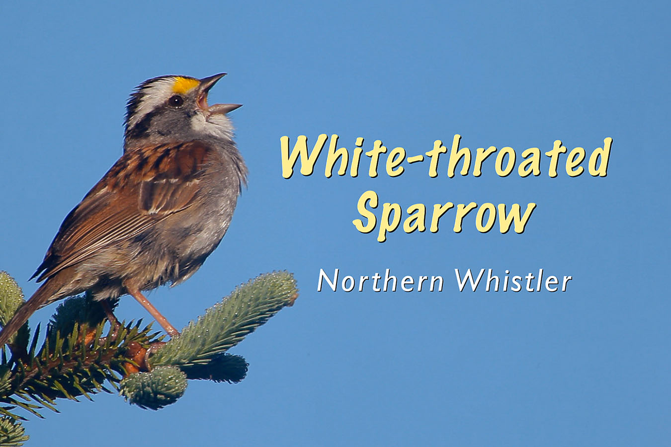 Protected: White-throated Sparrow
