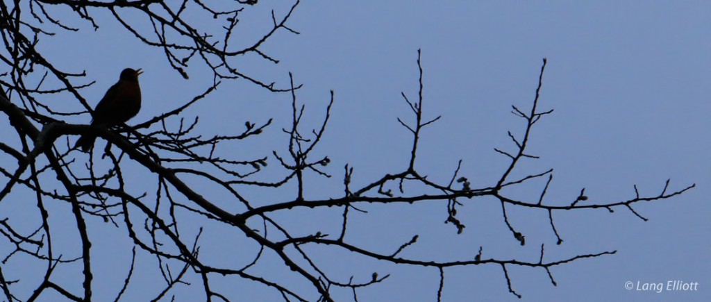 American Robin Silhouette - in Aspen Tree © Lang Elliott