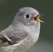 Ruby-crowned Kinglet (head crop) by Brian Small