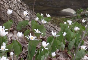 Bloodroot patch next to small stream