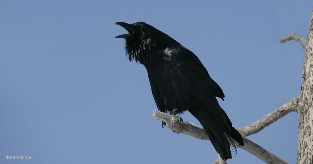 Raven Talk