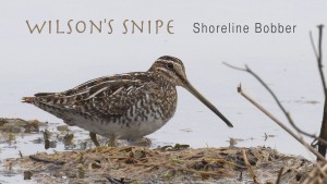 Wilson's Snipe - featured image © Lang Elliott