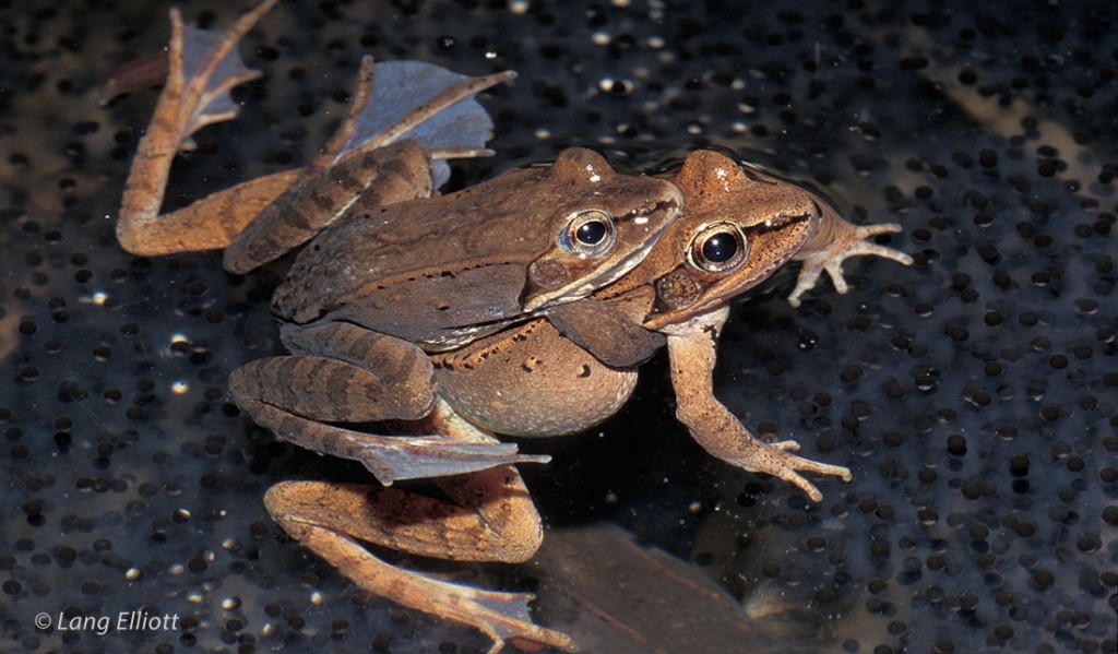 Wood Frog - Featured Image © Lang Elliott