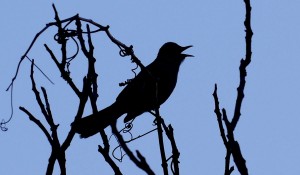 Gray Catbird - Silhouette Song by Lang Elliott