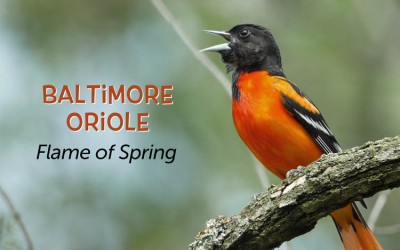 Protected: Baltimore Oriole