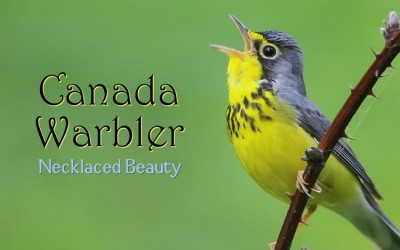 Protected: Canada Warbler