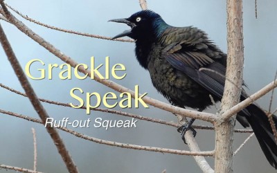 Protected: Common Grackle