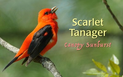 Protected: Scarlet Tanager