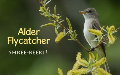 Protected: Alder Flycatcher