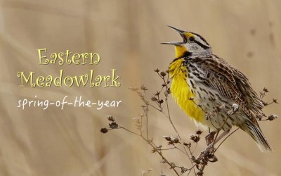 Protected: Eastern Meadowlark