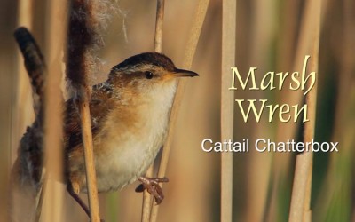 Protected: Marsh Wren