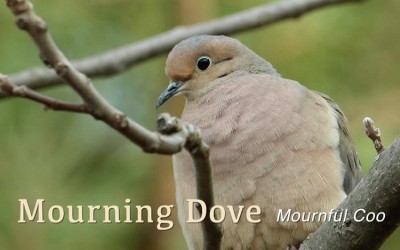 Protected: Mourning Dove