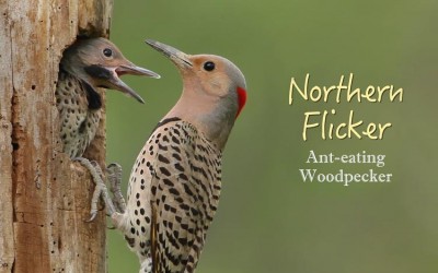 Protected: Northern Flicker