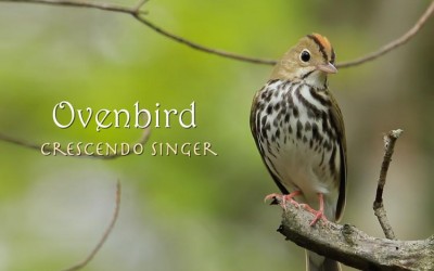 Protected: Ovenbird