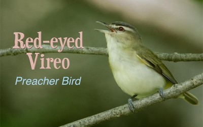Protected: Red-eyed Vireo