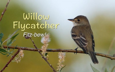 Protected: Willow Flycatcher