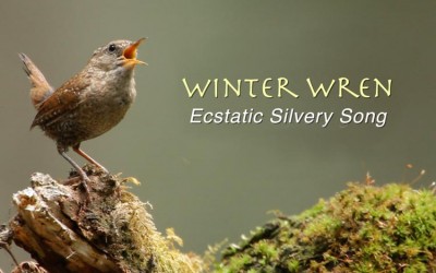 Protected: Winter Wren