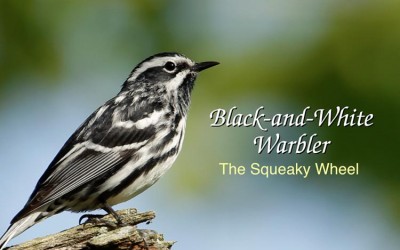 Protected: Black-and-White Warbler