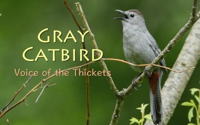Protected: Gray Catbird