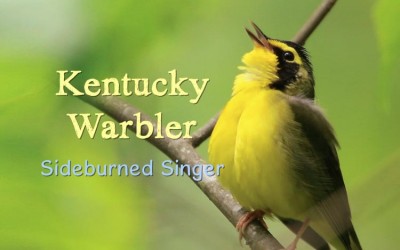 Protected: Kentucky Warbler