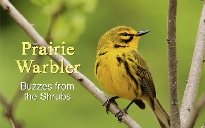 Protected: Prairie Warbler