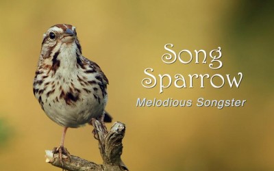 Protected: Song Sparrow