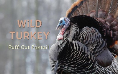 Protected: Wild Turkey