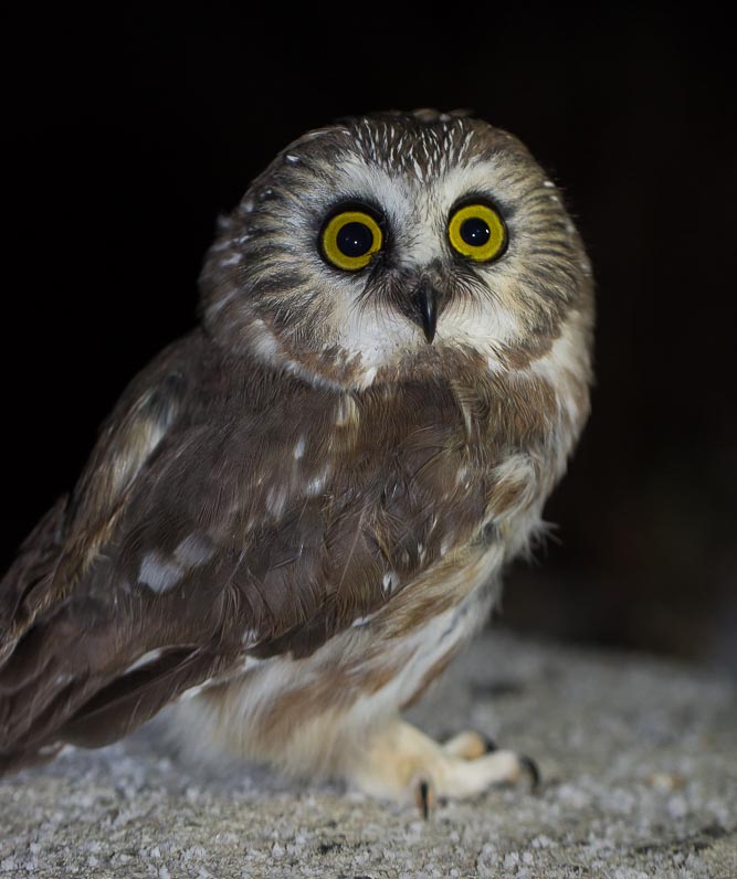 Saw-whet Owl © Ed Kanze