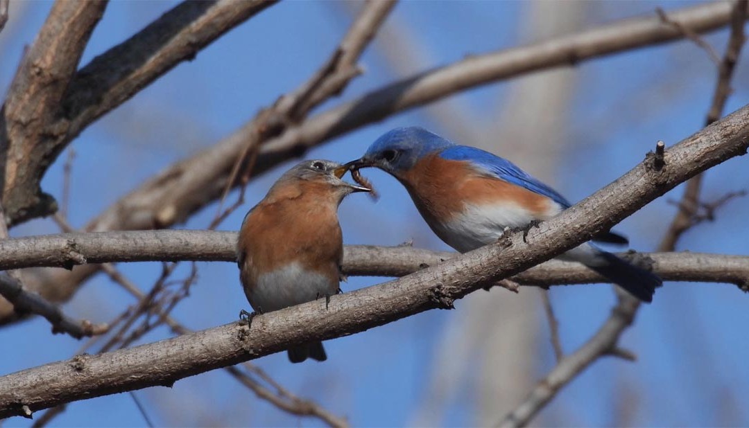 Bluebird Courtship Feeding
