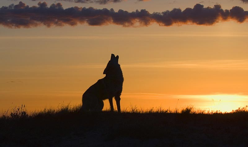 Coyote howling at dawn from Shutterstock