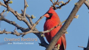 Crested Redbird - featured image © Lang Elliott