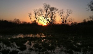 Dawn at Willow Pond © Lang Elliott