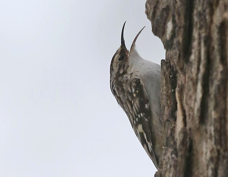Brown Creeper © Mary Holland