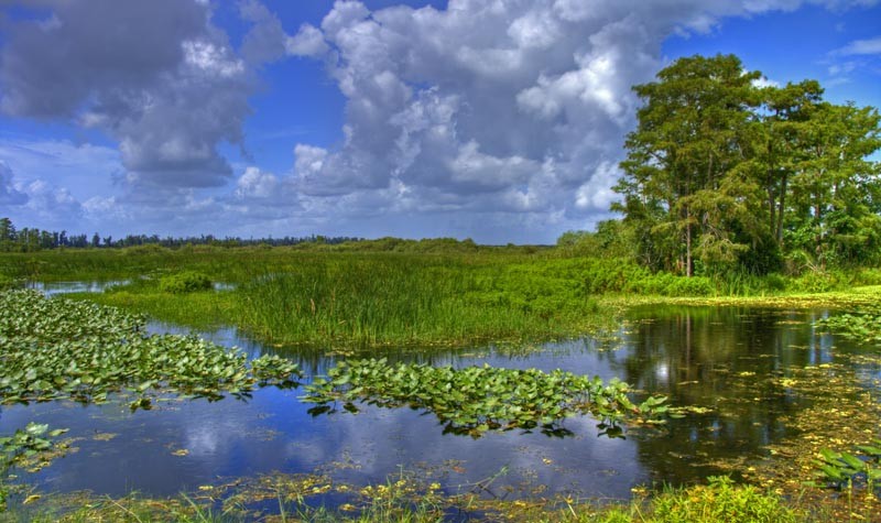 Everglades Landscape - from Shutterstock