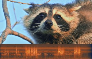 raccoon with sonogram © Lang Elliott