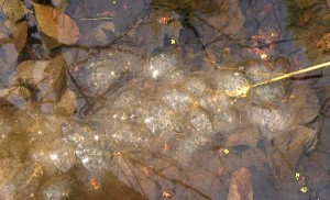 Spotted Salamander - egg masses © Lang Elliott