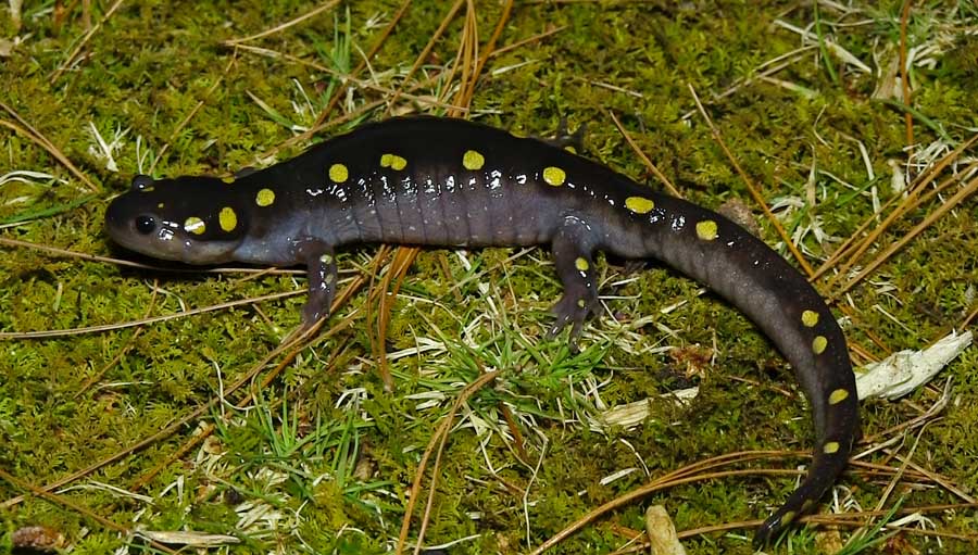 green spotted salamander