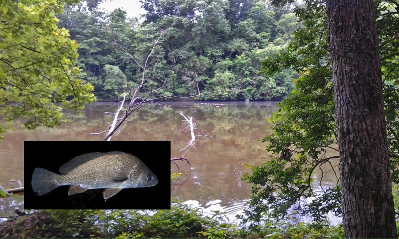 Beaver Creek photo with Freshwater Drum inset