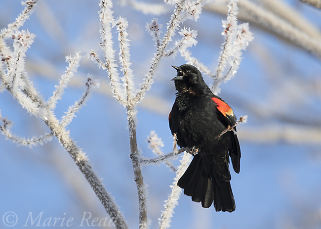 Red-winged Blackbird © Marie Read