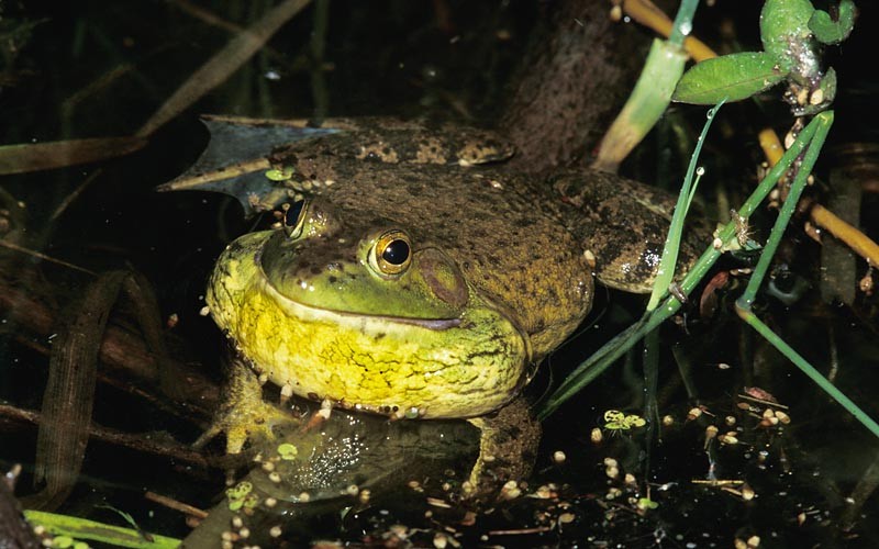 American Bullfrog © Lang Elliott